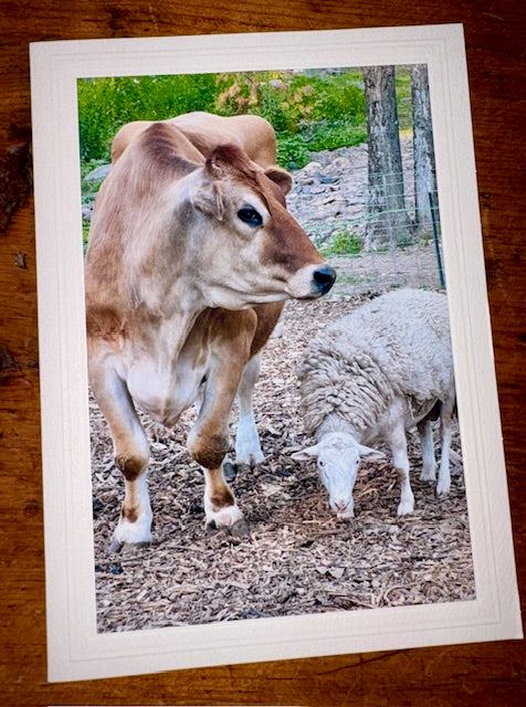 Catskill Cards: Animals