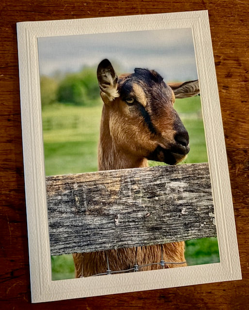 Catskill Cards: Animals